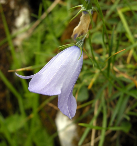 Campanula scheuchzeri / Campanula di Scheuchzer